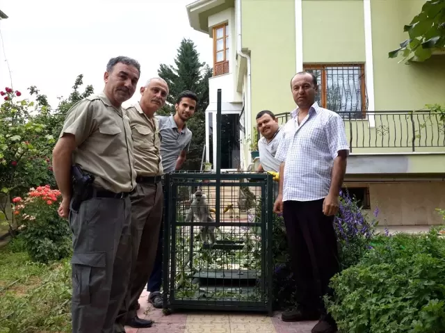 Konya'da bulunan maymun koruma altına alındı Konya'da bulunan maymun koruma altına alındı