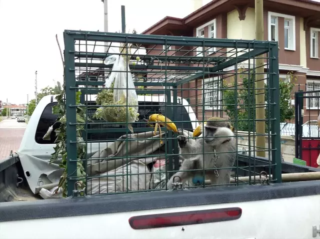 Konya'da bulunan maymun koruma altına alındı Konya'da bulunan maymun koruma altına alındı
