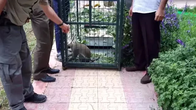 Konya'da bulunan maymun koruma altına alındı Konya'da bulunan maymun koruma altına alındı