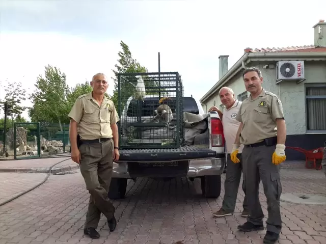 Konya'da bulunan maymun koruma altına alındı Konya'da bulunan maymun koruma altına alındı