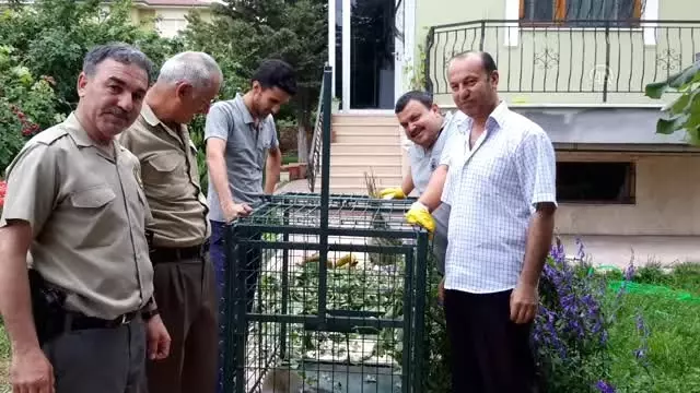 Konya'da bulunan maymun koruma altına alındı Konya'da bulunan maymun koruma altına alındı