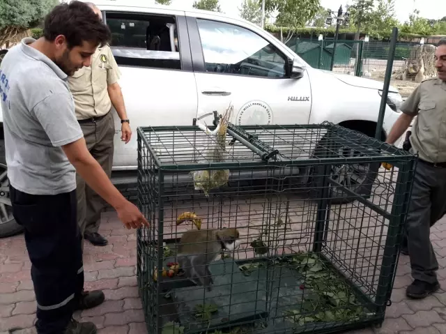 Konya'da bulunan maymun koruma altına alındı Konya'da bulunan maymun koruma altına alındı