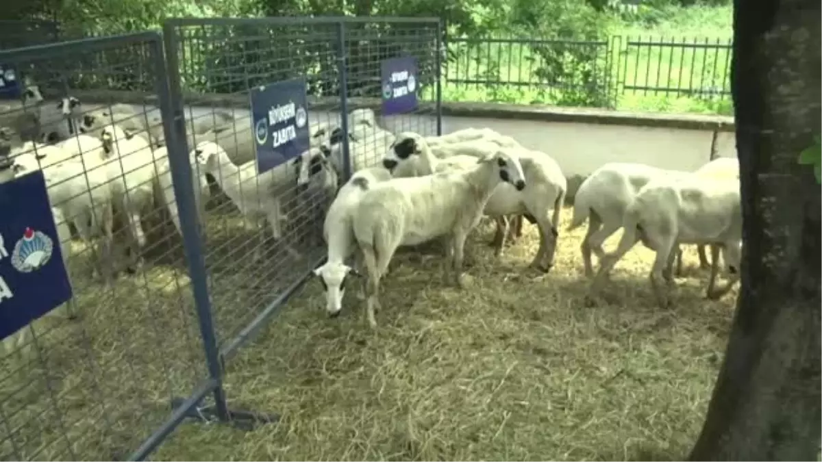 Ordu'da çiftçilere hayvancılık desteği