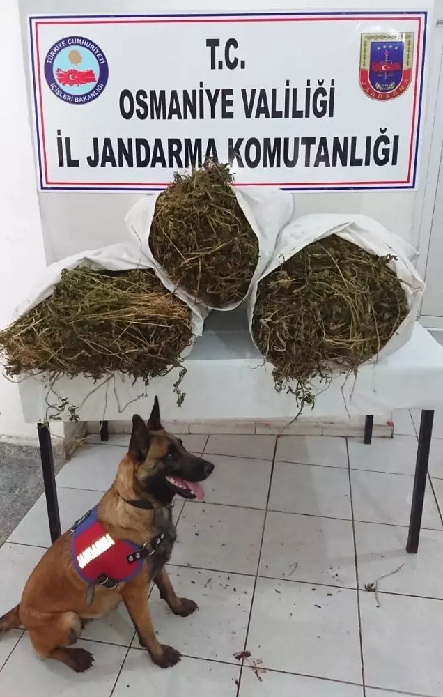 Osmaniye'de uyuşturucu operasyonu