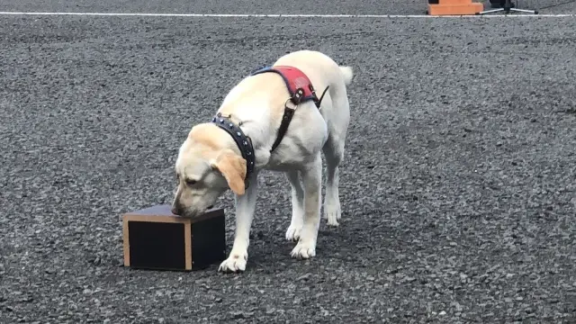 Patlayıcı madde ve bomba uzmanı köpeklerin gösterisi beğeni kazandı Patlayıcı madde ve bomba uzmanı köpeklerin gösterisi beğeni kazandı