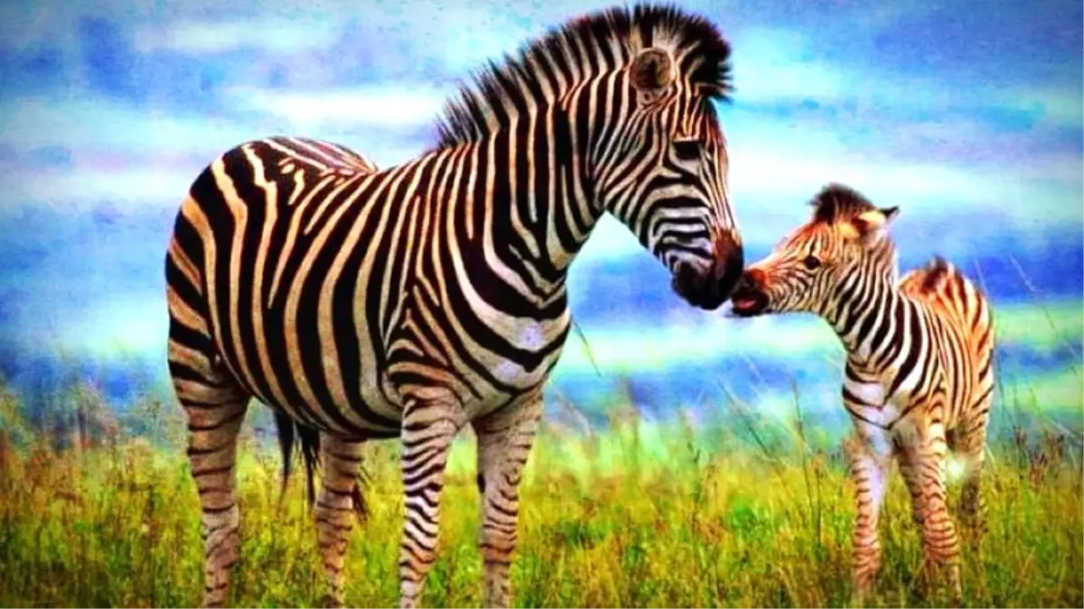 Yeni Bir Araştırma, Zebra Deseninin Asıl Görevini Ortaya Çıkardı