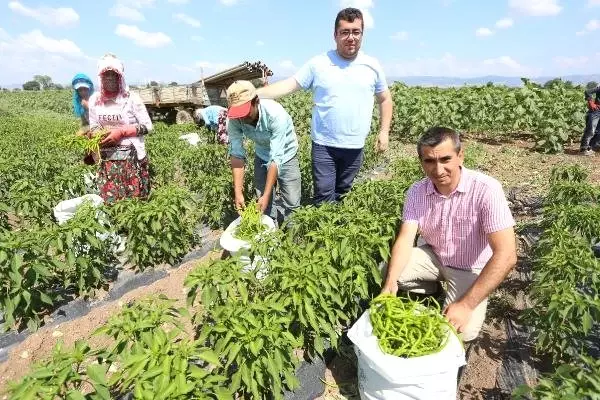 Yenişehir Ovası'nda biber hasadı başladı