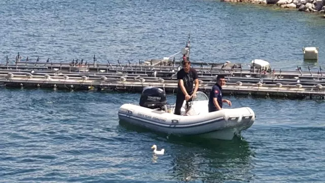 Zabıta'dan gölde ördek kurtarma operasyonu Zabıta'dan gölde ördek kurtarma operasyonu