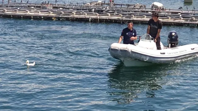 Zabıta'dan gölde ördek kurtarma operasyonu Zabıta'dan gölde ördek kurtarma operasyonu