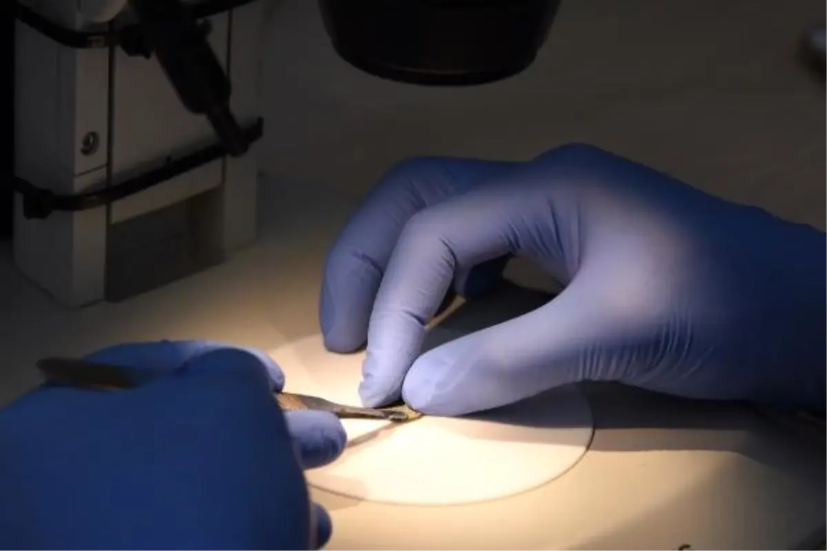 Bronz sikkeler Parion'un tarihine ışık tutuyor