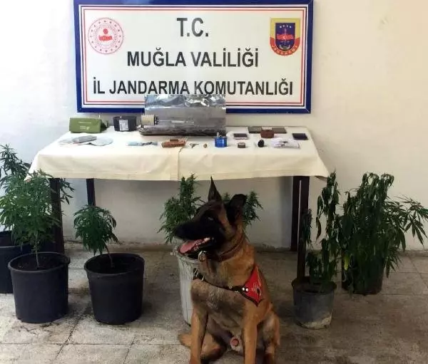 Esrar üretmek için ev kiralamışlar