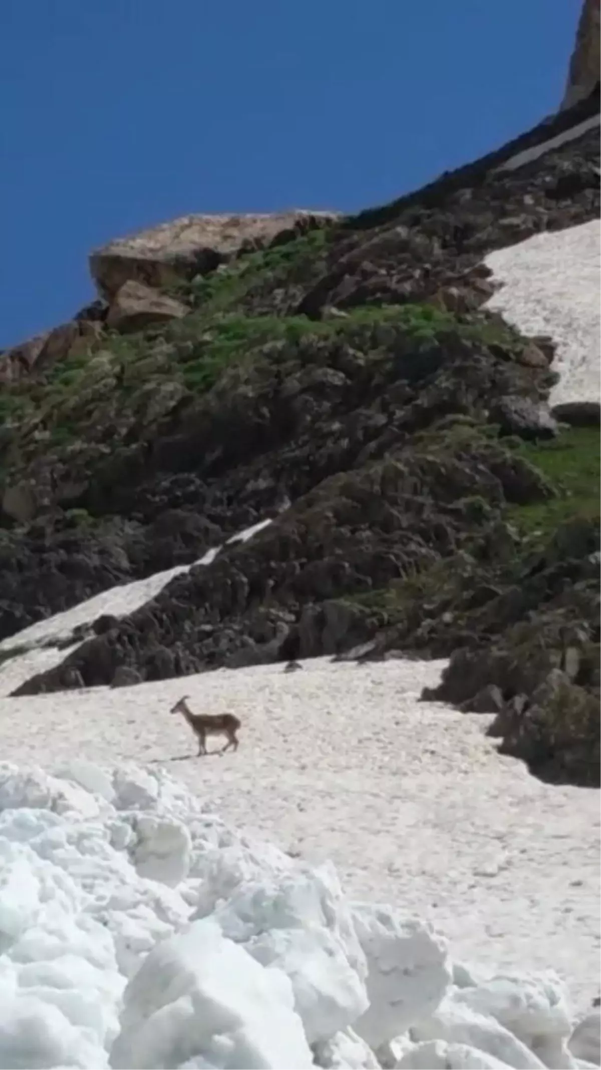 Haziran ayında yapılan kar çalışmasında dağ keçisi görüntülendi