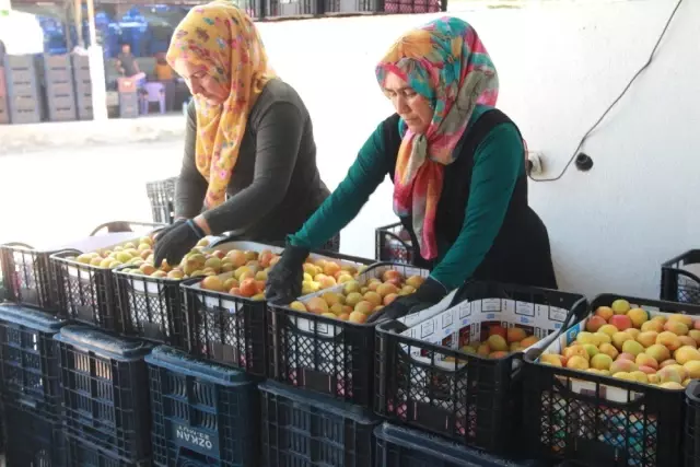 Kayısı 20 liradan 1 liraya düştü