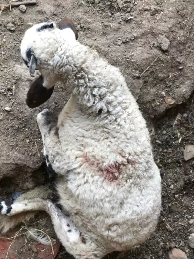 sahipsiz köpekler