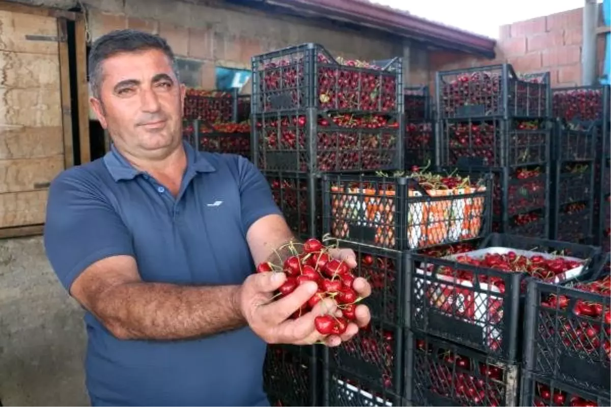 Tokat'ta kiraz ihracatı başladı