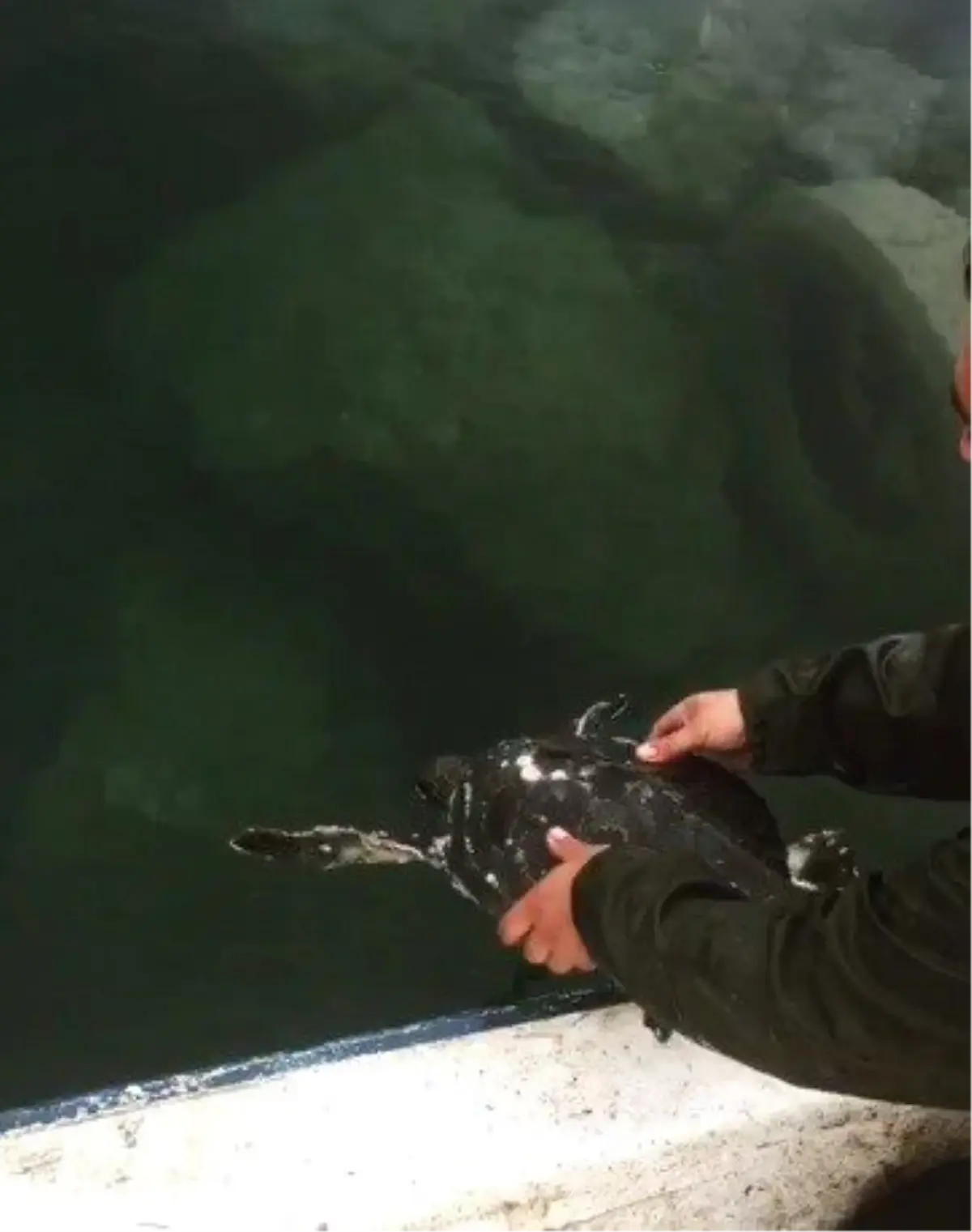 Ağlara takılan caretta carettayı denize bıraktı