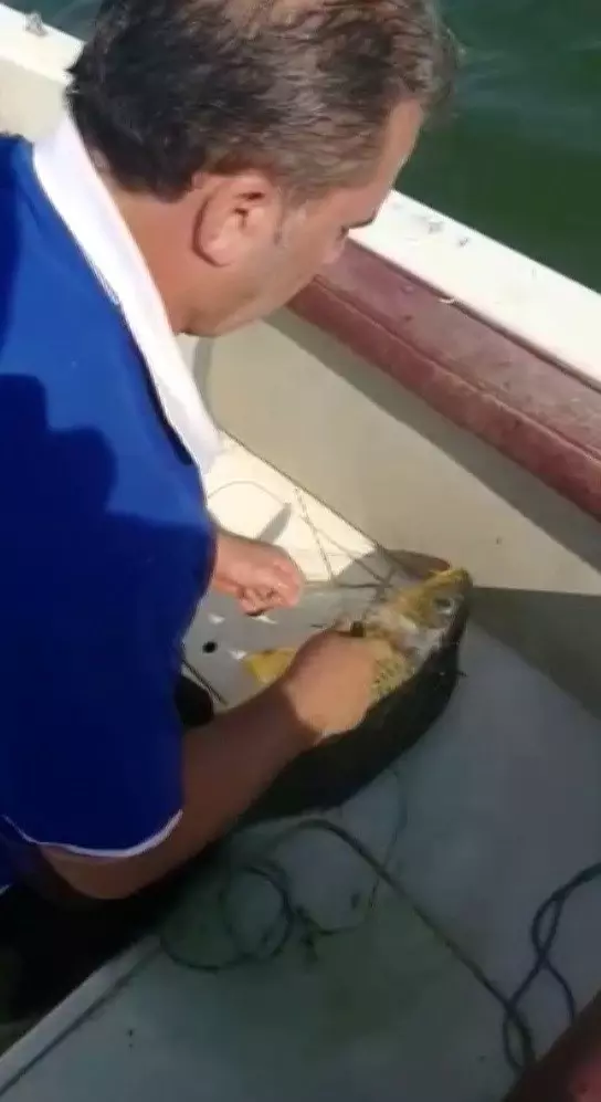 Ağları kesip balıkları özgürlüğüne kavuşturdular Ağları kesip balıkları özgürlüğüne kavuşturdular