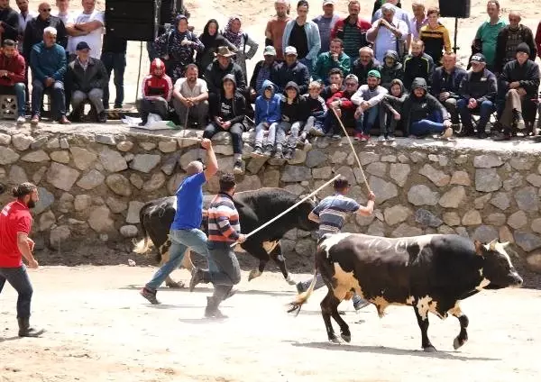 Boğa güreşinde 'Karabela'nın sahibi kadın ilgi odağı oldu