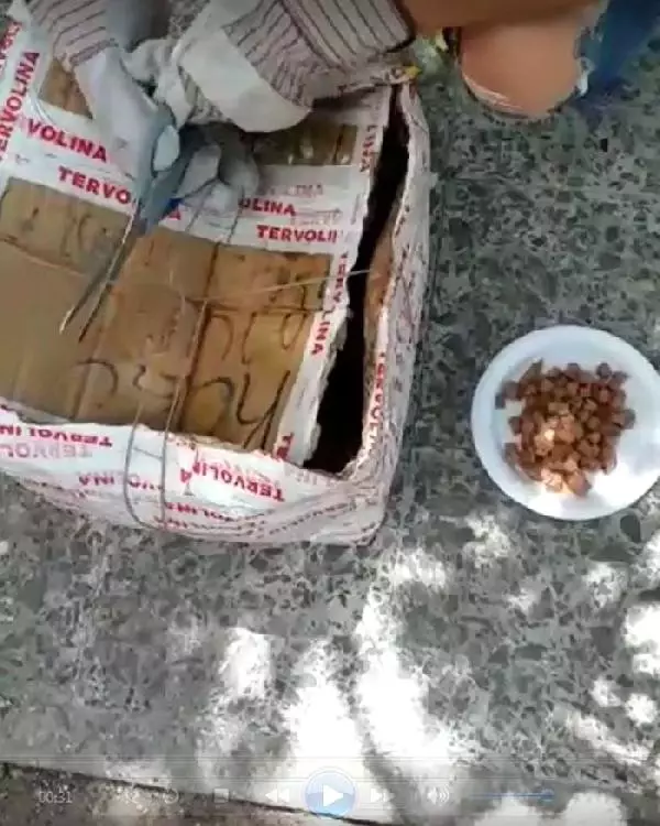Kedi ve yavruları, ağzı telle bağlı kolide ölüme terk edildi