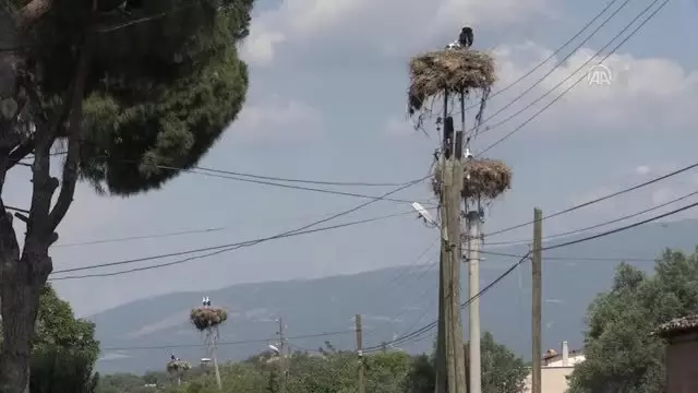 '100 leylekten 6'sı ip ya da poşetler yüzünden ölüyor'