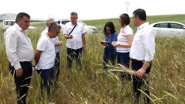 Altıntaş'ta tarım alanlarında kapsamlı incelme