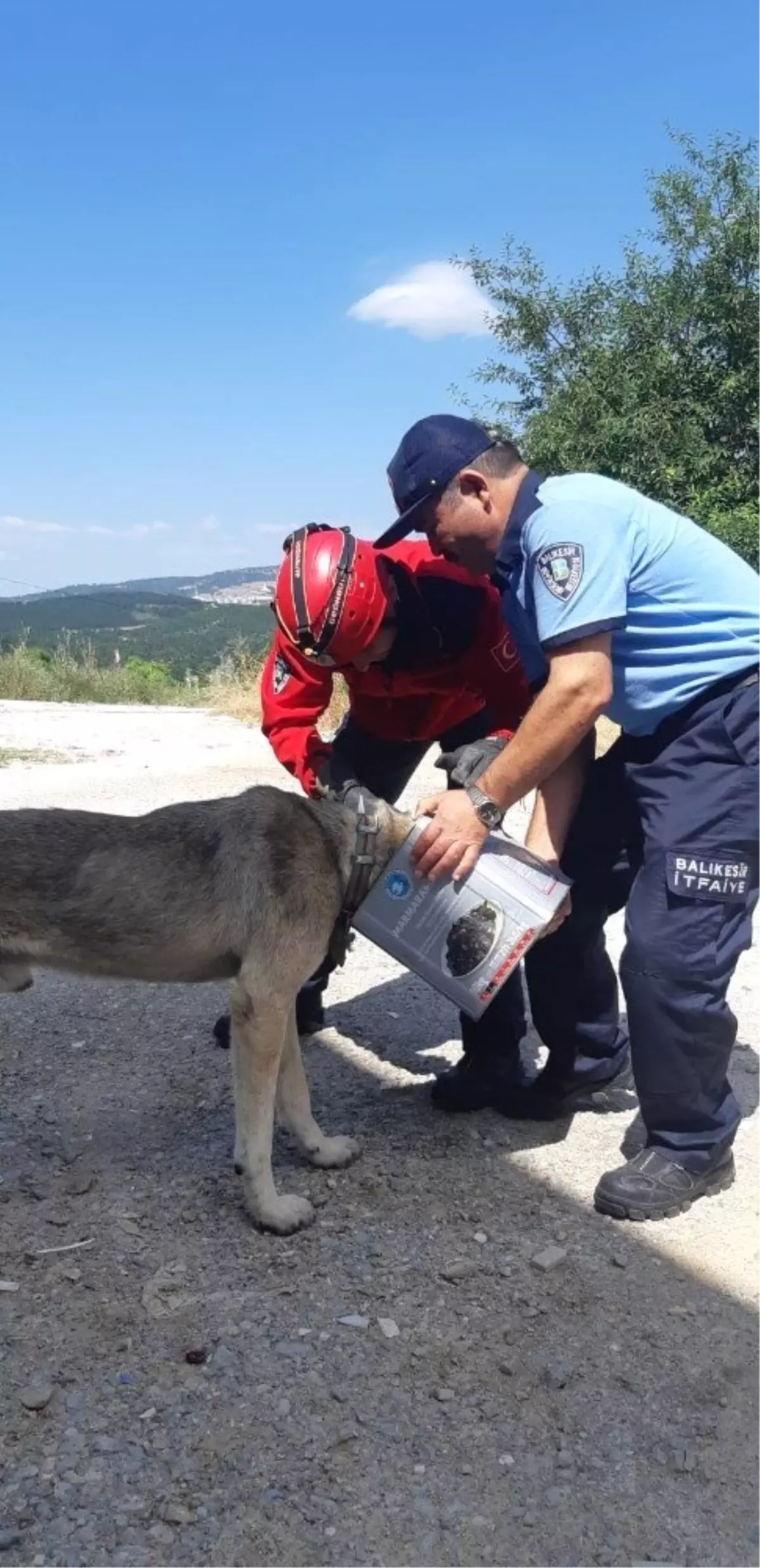 Başına teneke sıkışan köpeği itfaiye kurtardı Haberler