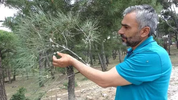 Koçarlı'da çam ağaçlarının suyunu böcek emiyor