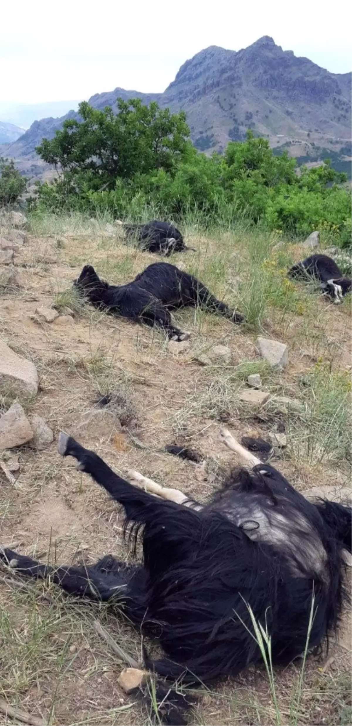 Kurtlar, 42 keçiyi telef etti