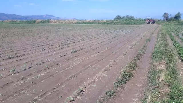 Sağanak yağış Koçarlı Ovası'na zarar verdi