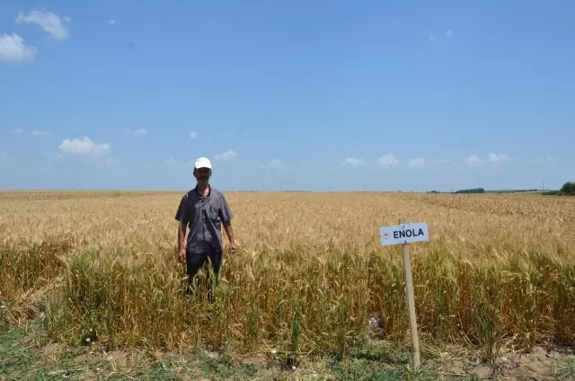 Tekirdağ'da buğday çeşitliliği artacak Tekirdağ'da buğday çeşitliliği artacak