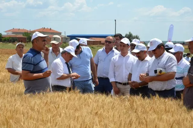Tekirdağ'da buğday çeşitliliği artacak Tekirdağ'da buğday çeşitliliği artacak