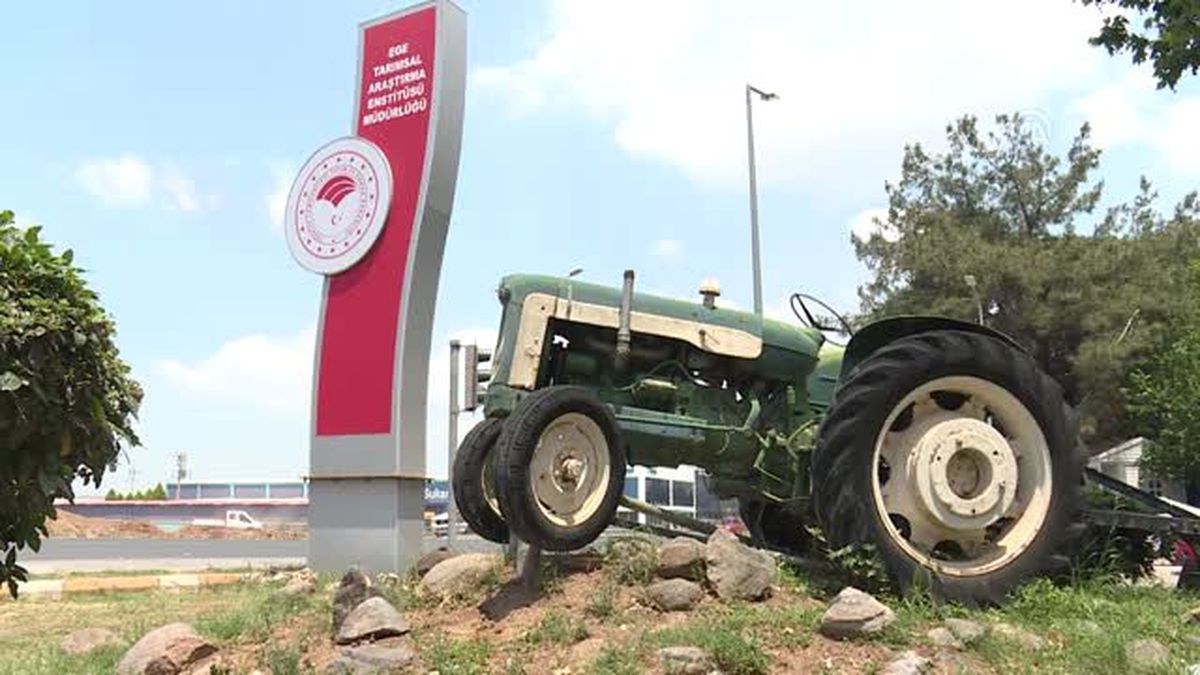 30 yıl önce 'uyutulan' tohumlar toprakla buluştu