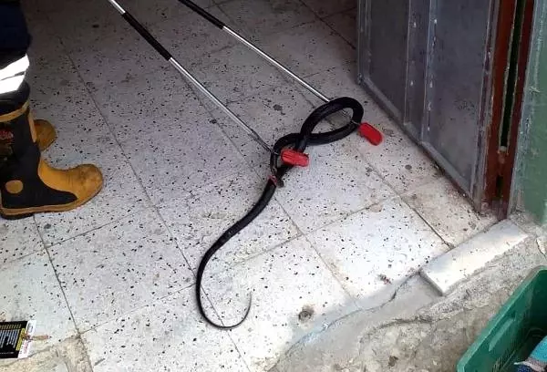 Apartman girişindeki yılanı, itfaiyeciler yakaladı