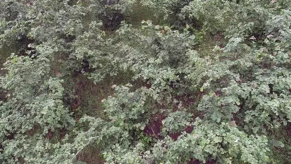 Araplar yatırım amaçlı fındık bahçesi satın alıyor