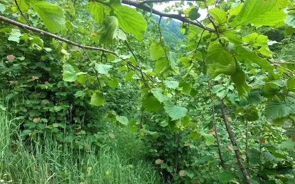 Araplar yatırım amaçlı fındık bahçesi satın alıyor