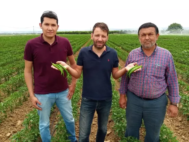 Avrupa'nın biberi Yenişehir'den