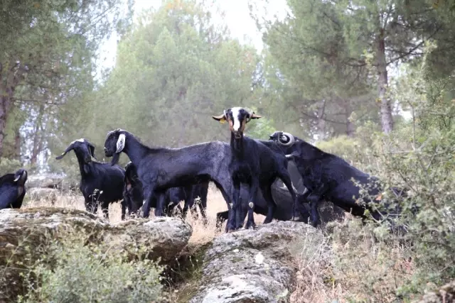 Aydın'da keçicilik gelişiyor