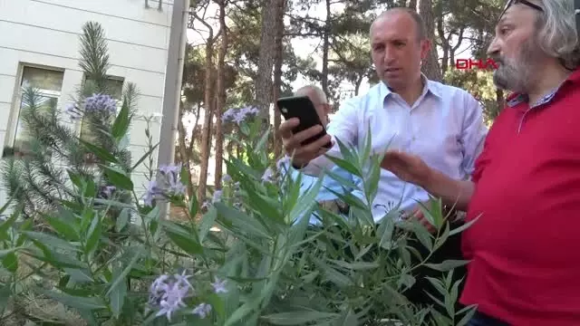 Balıkesir mavi çiçeğini arıyor Balıkesir mavi çiçeğini arıyor