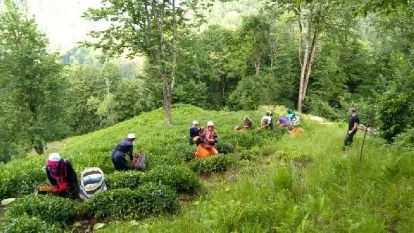 'Çaya Geliyoruz' projesi ile şehit annesinin çay hasadını yaptılar