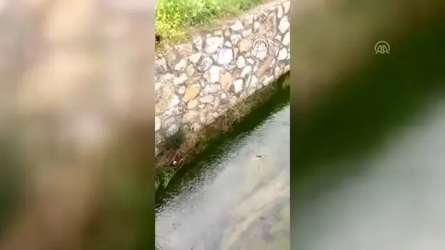 Dereye düşen iki köpeği itfaiye kurtardı
