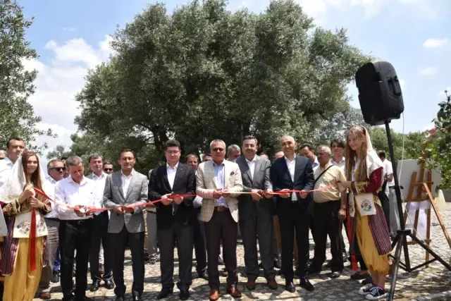 Dünyanın en yaşlı meyve veren ağacı sanatseverleri buluşturdu