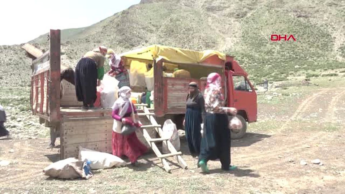 HAKKARİ Üniversite mezunu genç 1500 koyuna çobanlık yapıyor