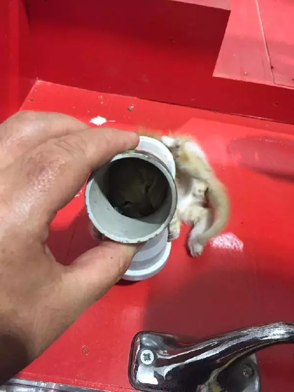 Kafası su borusuna sıkışan yavru kediyi itfaiye kurtardı