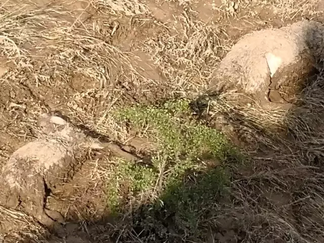 Kırşehir'de sele kapılan koyunlar telef oldu