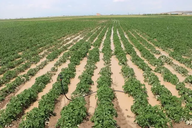 Niğde'de patates tarlaları su altında kaldı