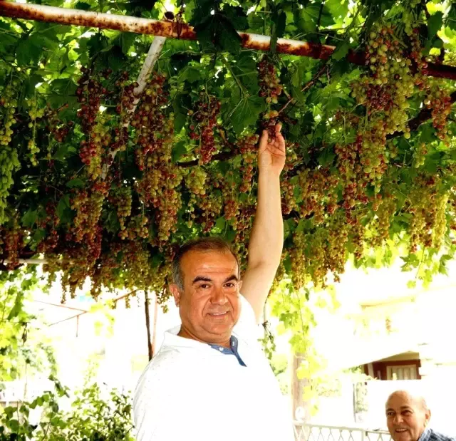 Sarıgöl'de mevsimin ilk üzümü yetişti