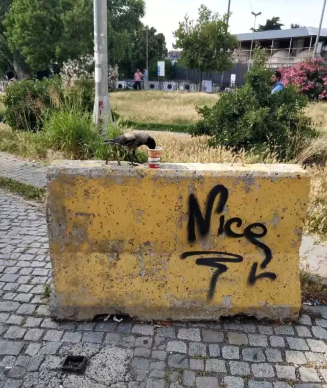 (Özel) Karganın çorba içme çabası kamerada
