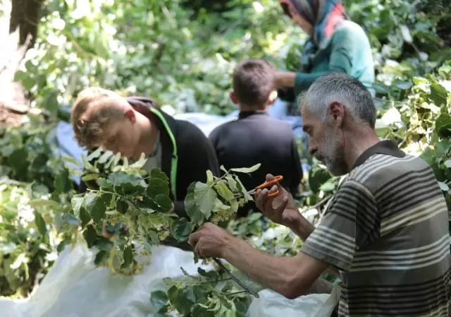 Türkiye'nin en büyük ıhlamur ormanlarında hasat başladı