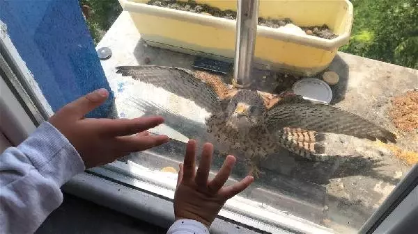 Pencere kenarına yuva yapan kerkenezlere bakıyorlar