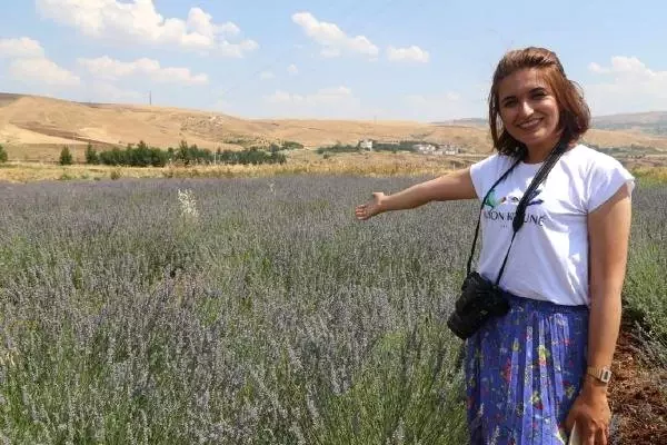 Siirt'te ilk lavanta hasadı